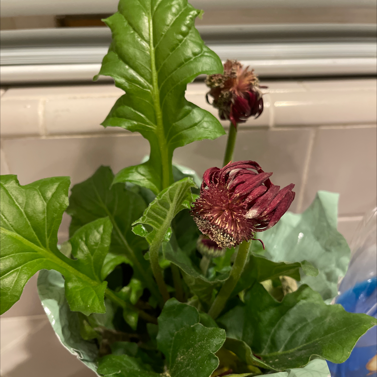 Bear's Breeches plant with green leaves and wilted flowers indoors.