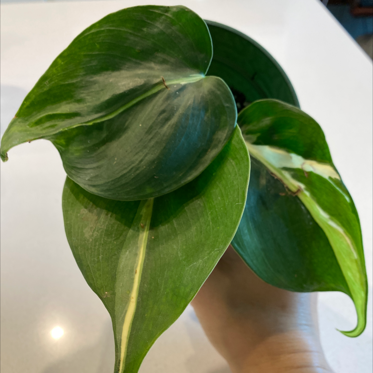 Silver Stripe Philodendron with healthy leaves and a characteristic silver stripe.