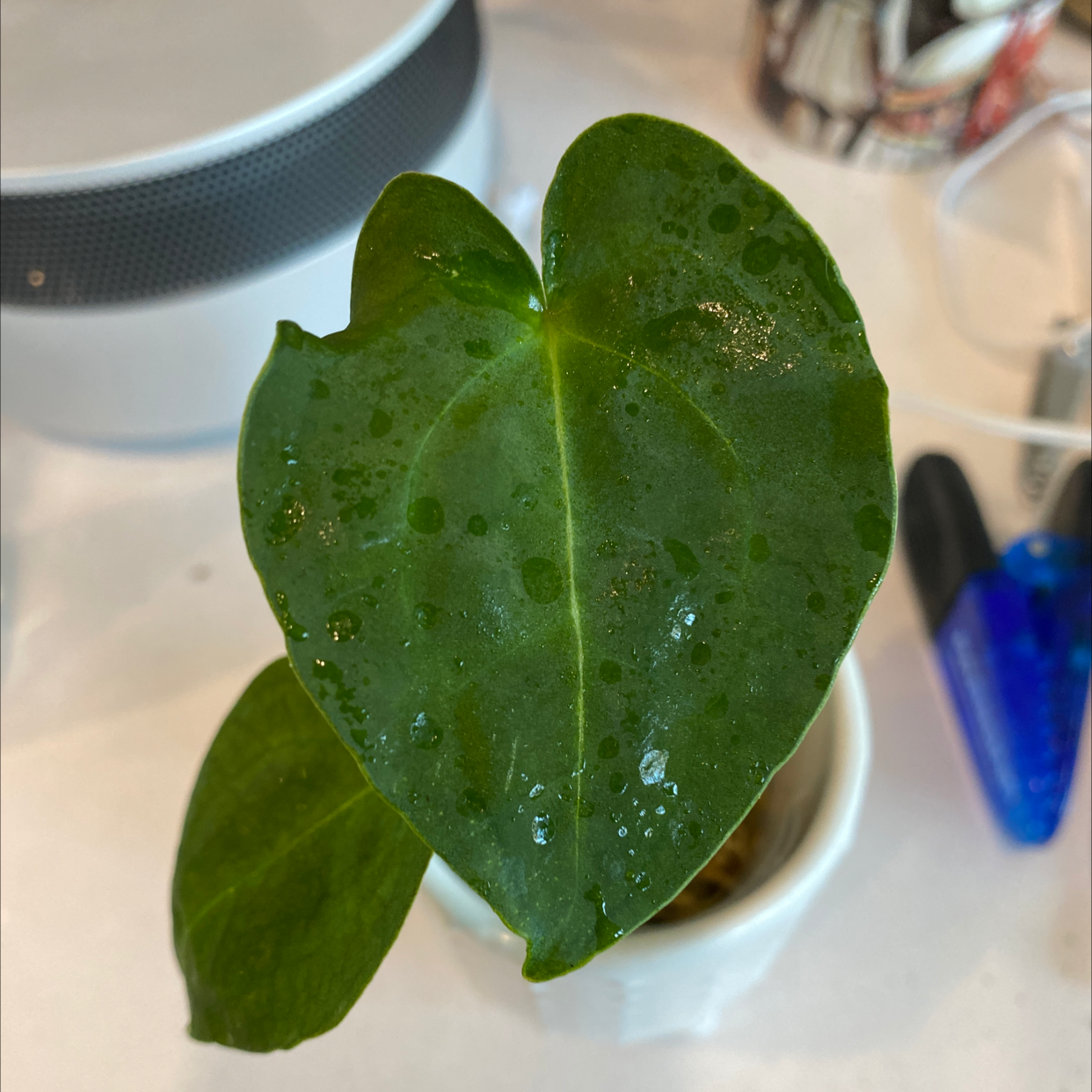Anthurium forgetii plant with vibrant green leaves and water droplets.