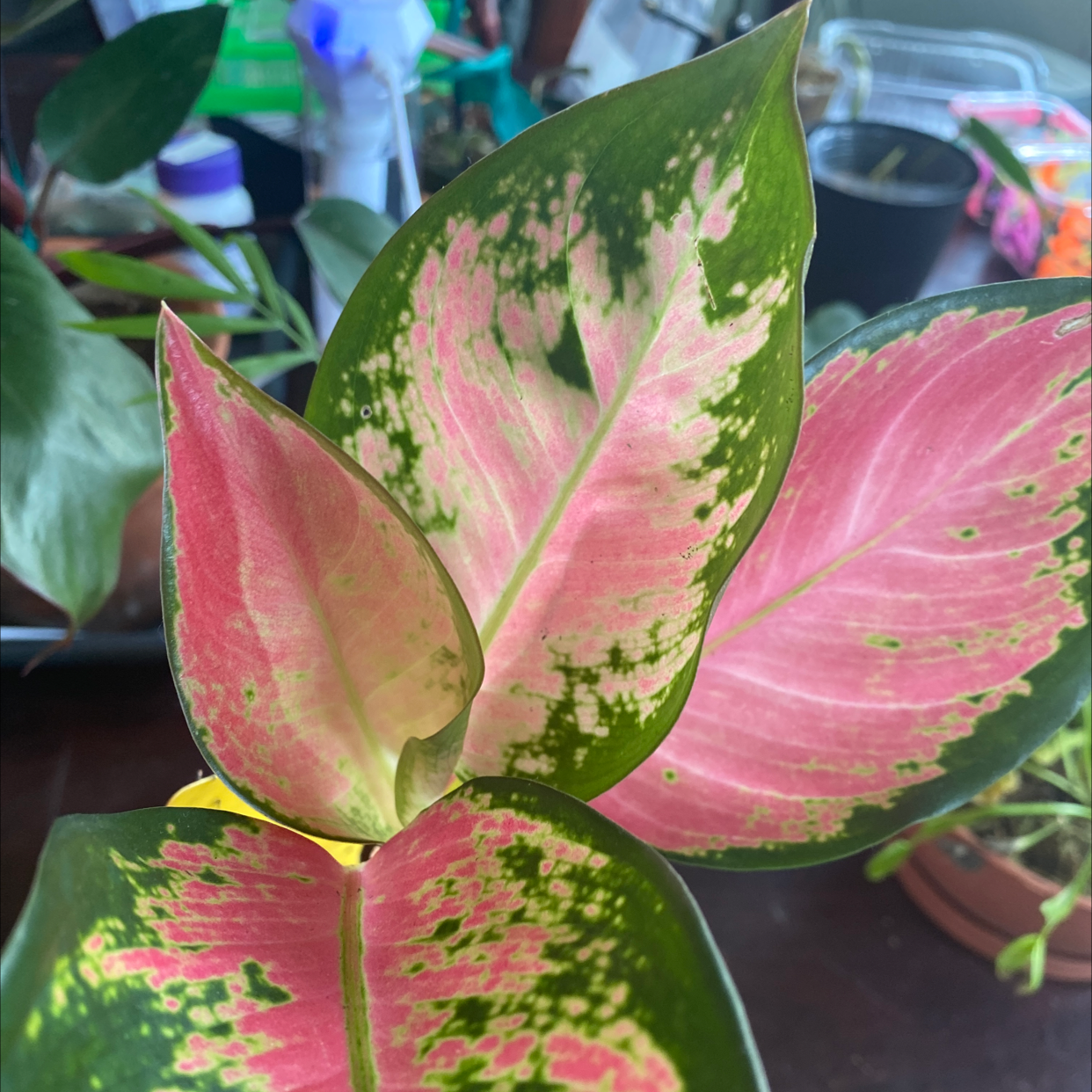 Photo of the plant species Aglaonema 'Pink Splash' by Angela named Your plant on Greg, the plant care app