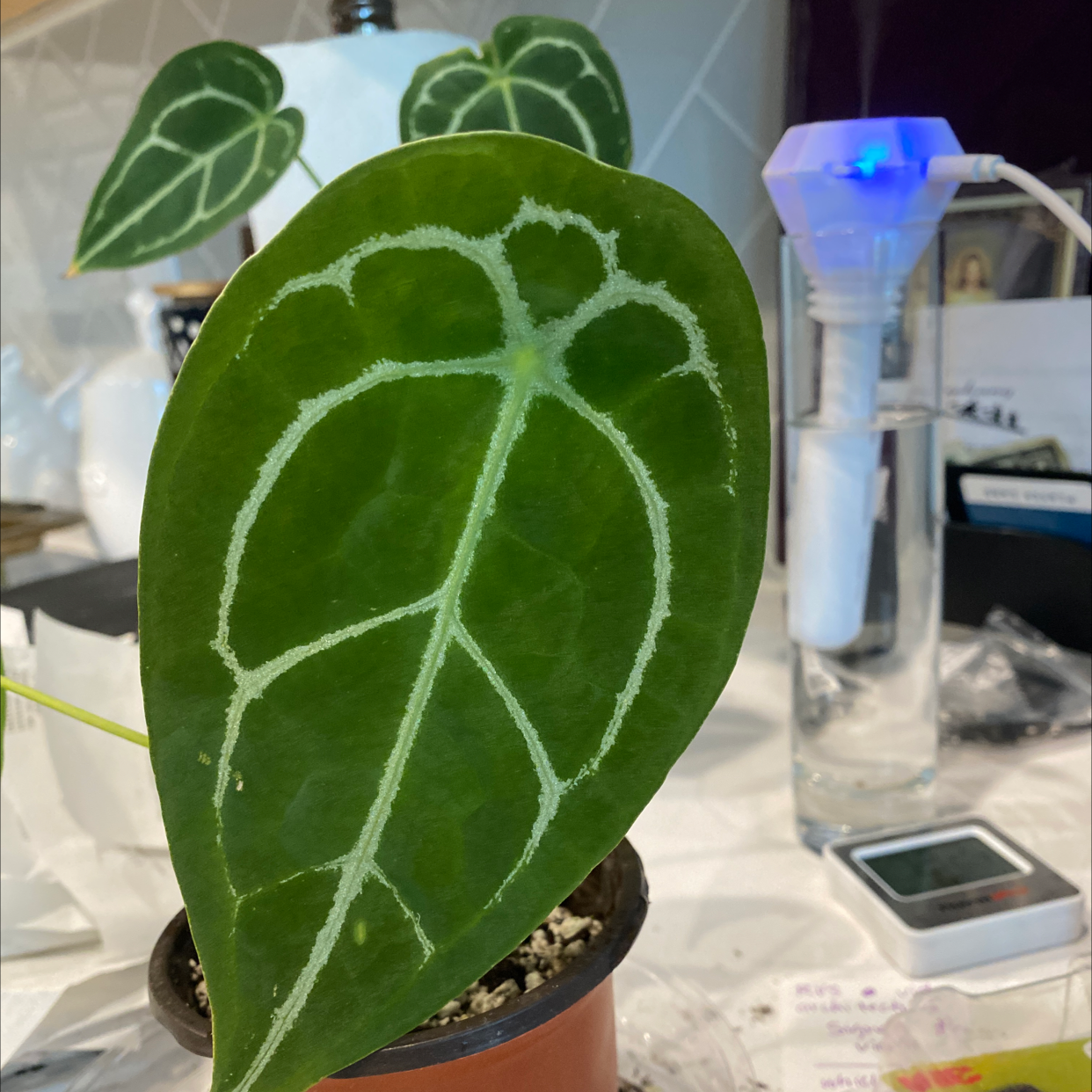Potted Anthurium forgetii plant with prominent white venation on its leaves.