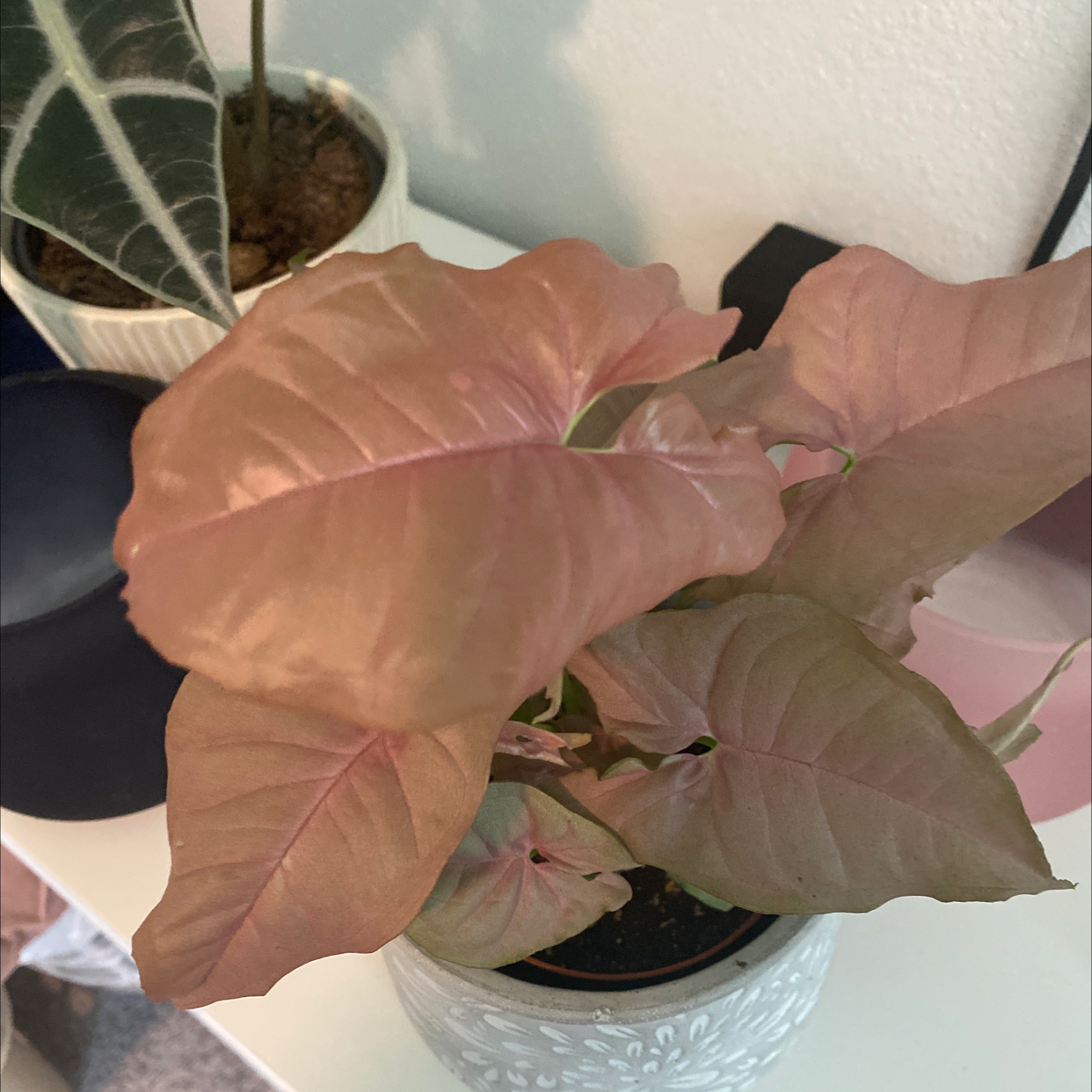 Pink Arrowhead Vine (Syngonium podophyllum) in a pot with healthy pink leaves.