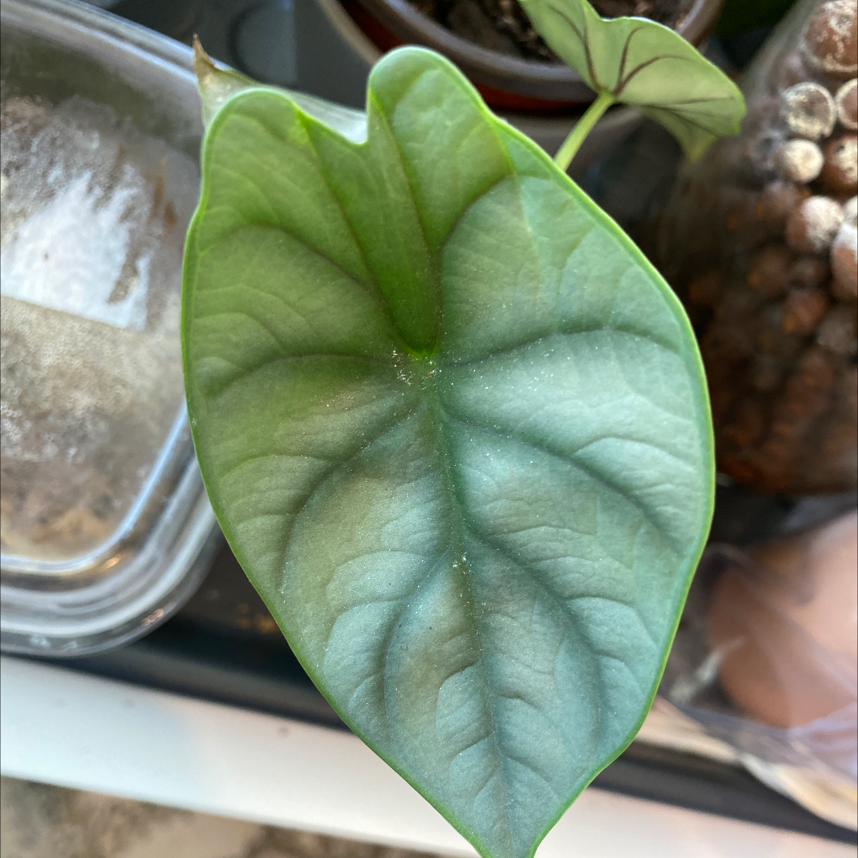 Close-up of a healthy Silver Dragon plant leaf.