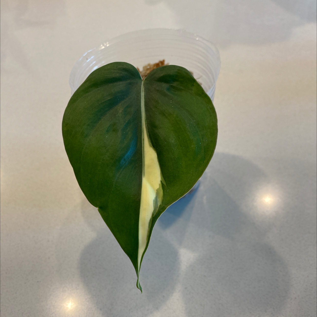 Philodendron 'Rio' leaf with variegation in a clear plastic container.