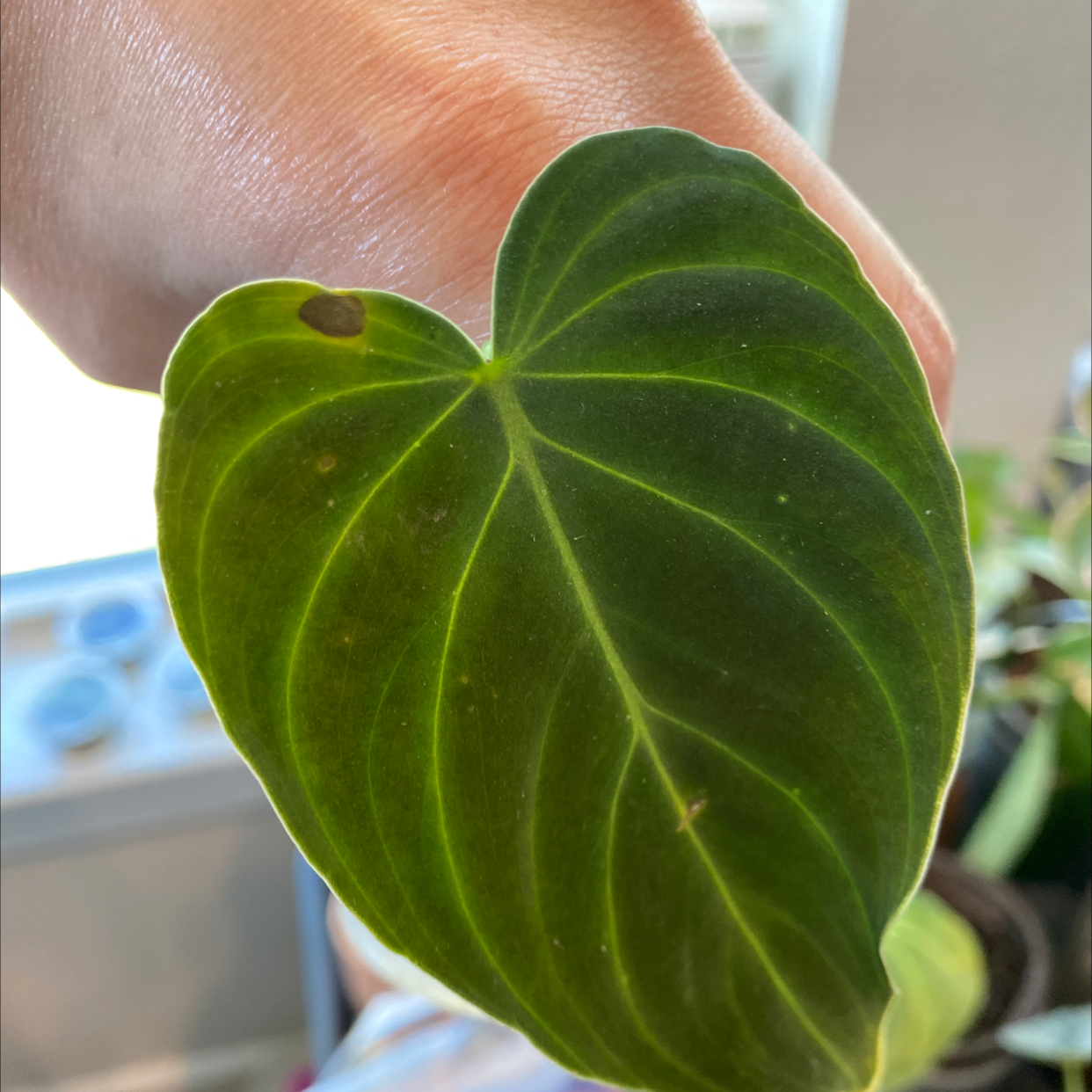 Leaf of a Philodendron melanochrysum x verrucosum with a small black spot, held by a hand.