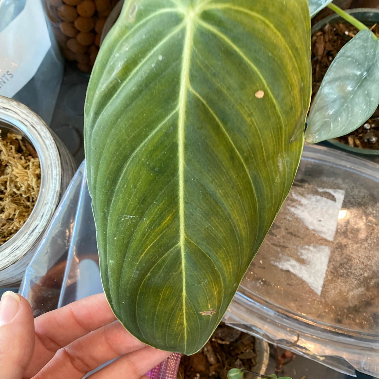 Philodendron melanochrysum x verrucosum leaf with minor discoloration, visible soil, and a hand holding the leaf.