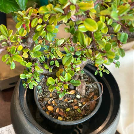Photo of the plant species Bearberry Cotoneaster by Angela named Your plant on Greg, the plant care app