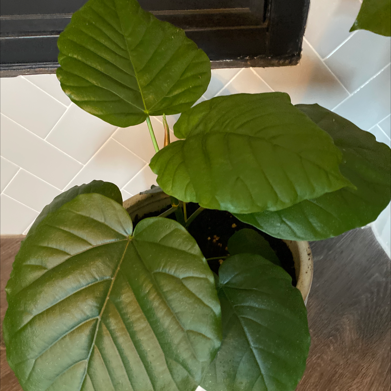 Ficus umbellata plant with large, healthy green leaves in a pot.