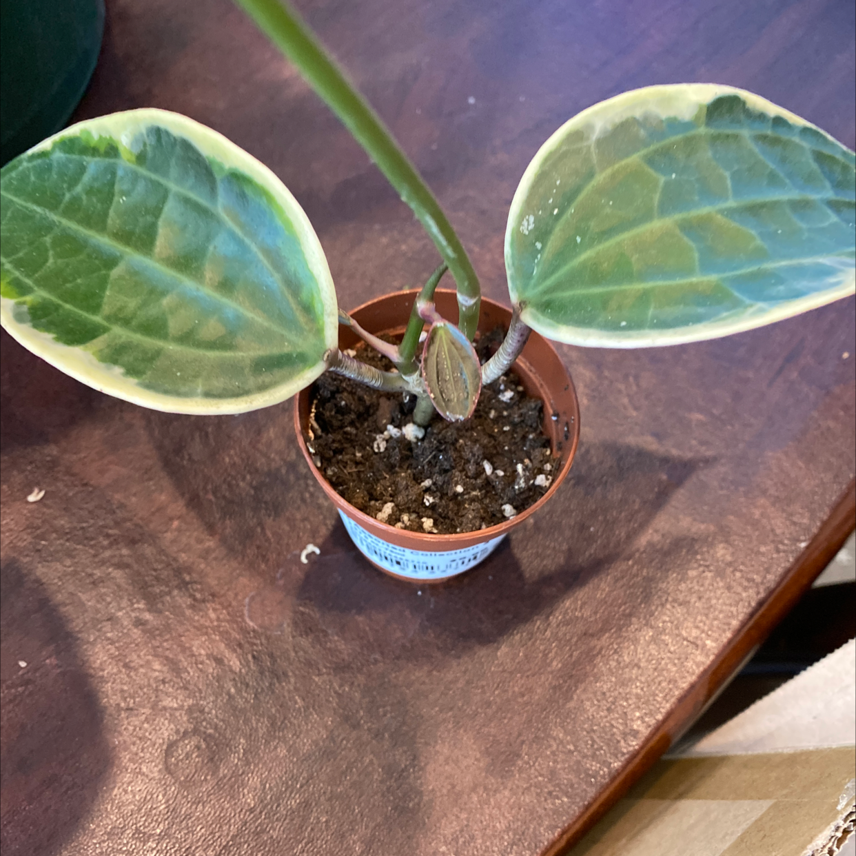 Hoya macrophylla 'Albomarginata' plant with variegated leaves in a small pot.