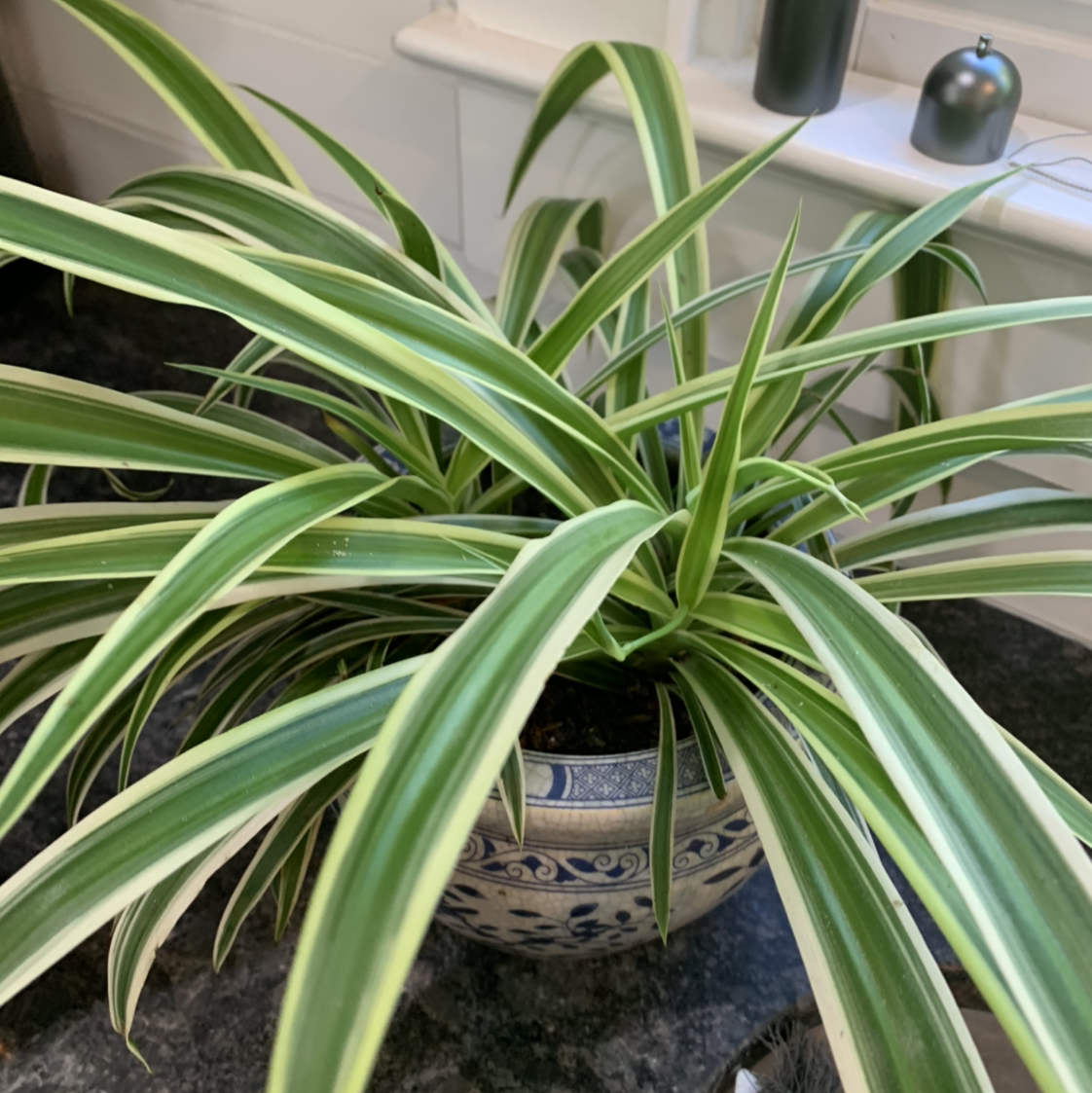 Spider Plant plant photo by @MbrookeM named Apollo on Greg, the plant care app.