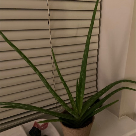 Photo of the plant species aloe by Sabjudah named Vera Wang on Greg, the plant care app