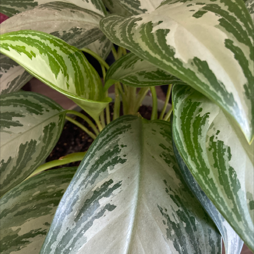 Chinese Evergreen plant photo by @sabjudah named Namey Name on Greg, the plant care app.