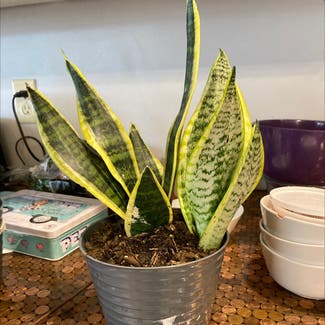 Snake Plant plant in Fort Wayne, Indiana