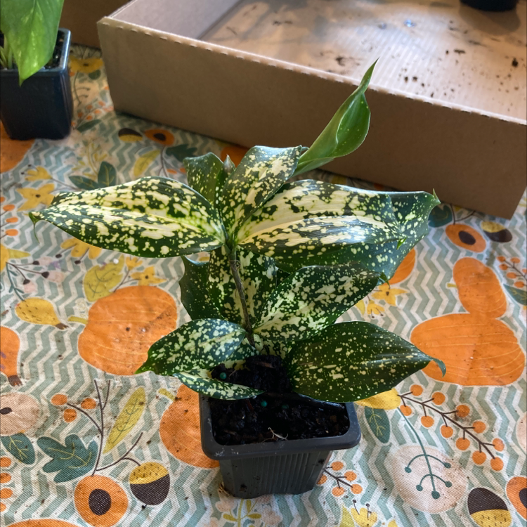 Healthy potted Gold Dust Dracaena plant with vibrant green and yellow spotted leaves, in focus on colorful tablecloth