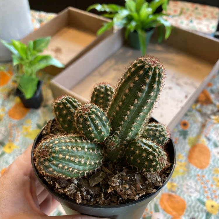 Potted Golden Torch cactus held by a hand, with other plants in the background.