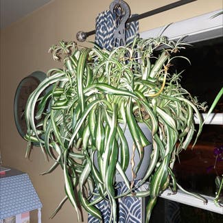 Spider Plant plant in Fort Wayne, Indiana
