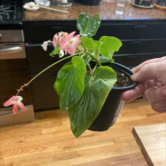 Clubed Begonia plant in Fort Wayne, Indiana