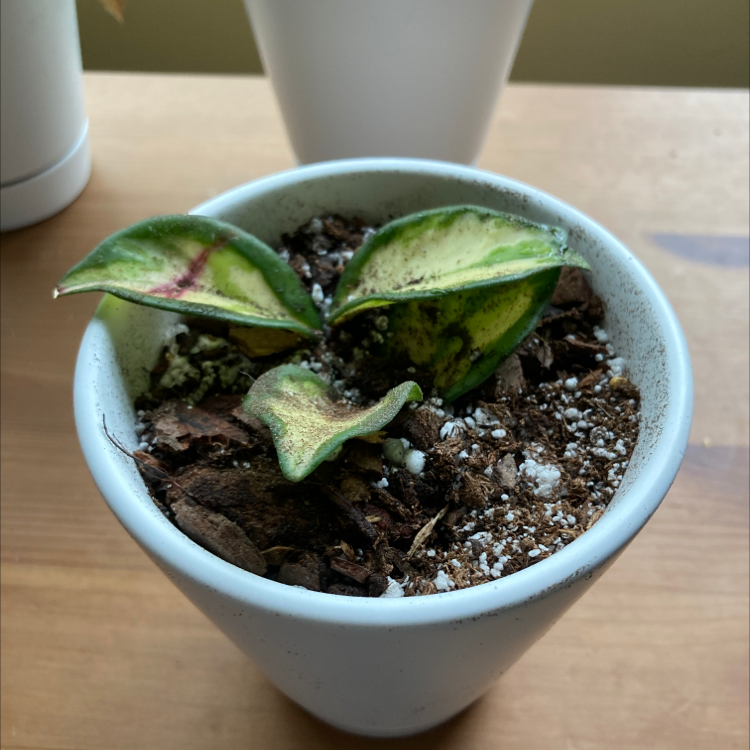Potted Krimson Princess Hoya with variegated leaves showing yellowing and browning.