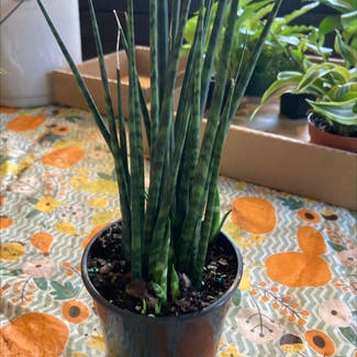 Cylindrical Snake Plant plant in Fort Wayne, Indiana