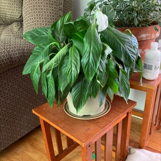 Peace Lily plant in Fort Wayne, Indiana