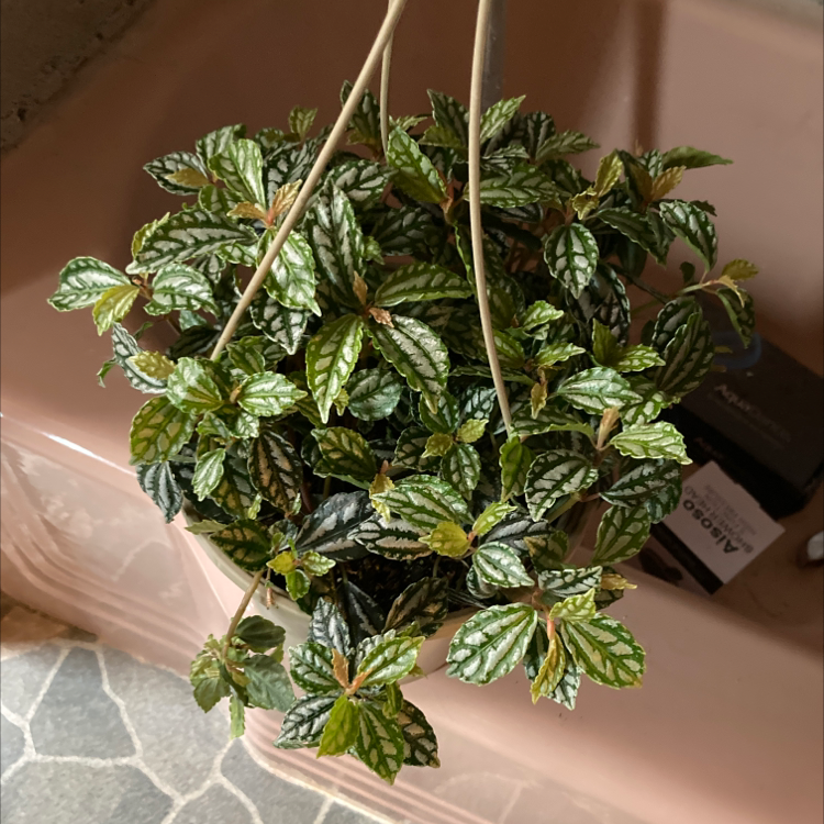 Healthy Aluminum Plant (Pilea cadierei) in a hanging pot with vibrant leaves and silver markings.