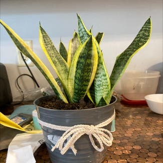 Snake Plant plant in Fort Wayne, Indiana