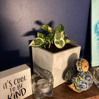 Pearls and Jade Pothos plant in Fort Wayne, Indiana