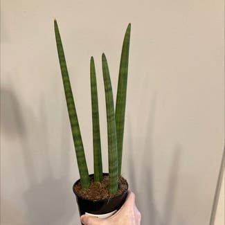 Cylindrical Snake Plant plant in Fort Wayne, Indiana