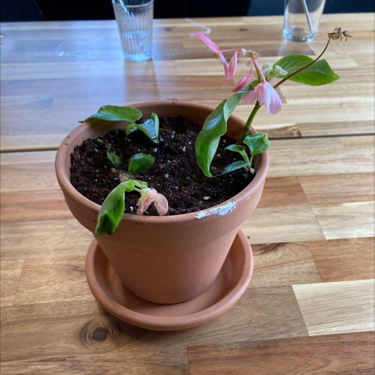 Potted Bright Eyes plant with some wilted leaves and pink flowers on a wooden table.