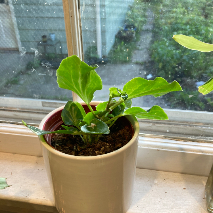 Potted plant on a windowsill with green leaves, identified as Bright Eyes.