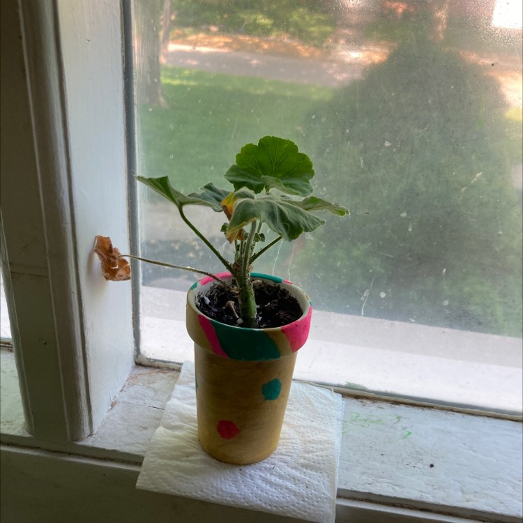 Potted Zonale Geranium on a windowsill with some yellowing and browning leaves.