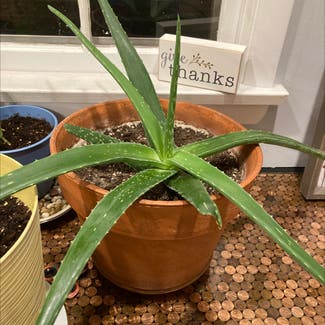 Aloe vera plant in Fort Wayne, Indiana