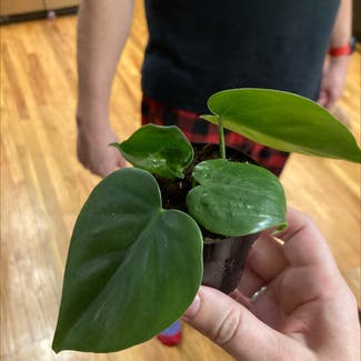 Heartleaf Philodendron plant in Fort Wayne, Indiana