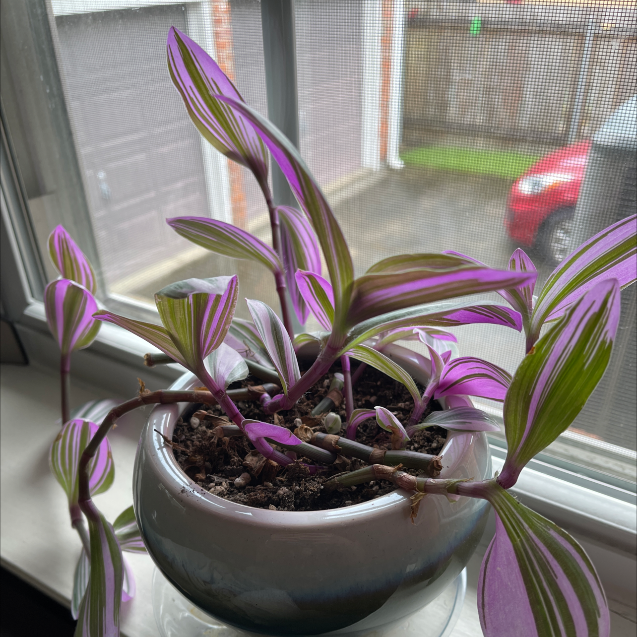 Lilac Tradescantia plant with vibrant purple and green striped leaves in a pot on a windowsill.