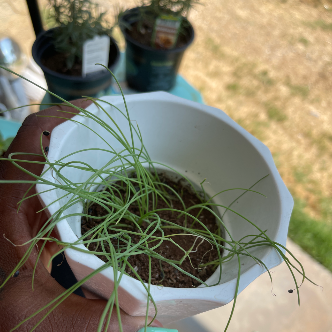 Photo of the plant species Long Green Onion by @Boujiebabe named Emerson on Greg, the plant care app