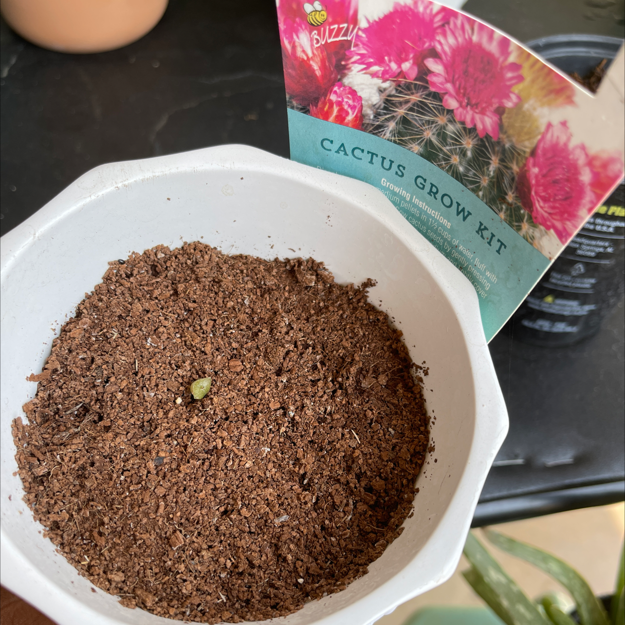 Photo of the plant species Mammillaria longiflora stampferi by @Boujiebabe named Winston on Greg, the plant care app