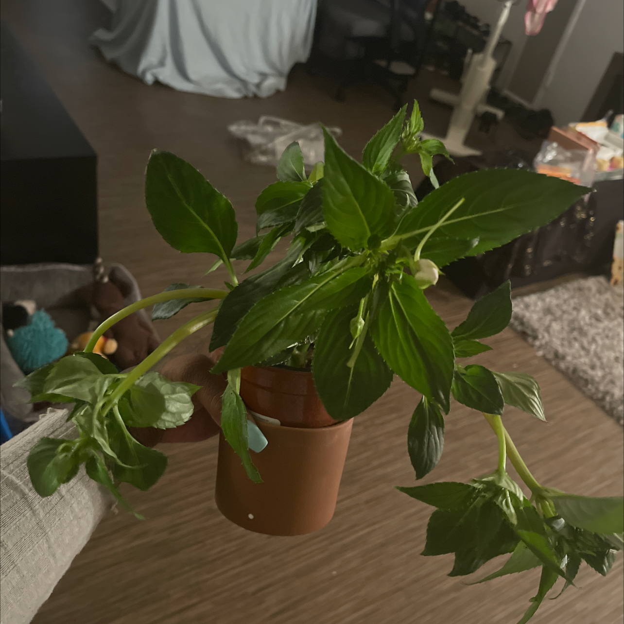 Photo of the plant species Buzzy Lizzy by @Boujiebabe named Denali on Greg, the plant care app