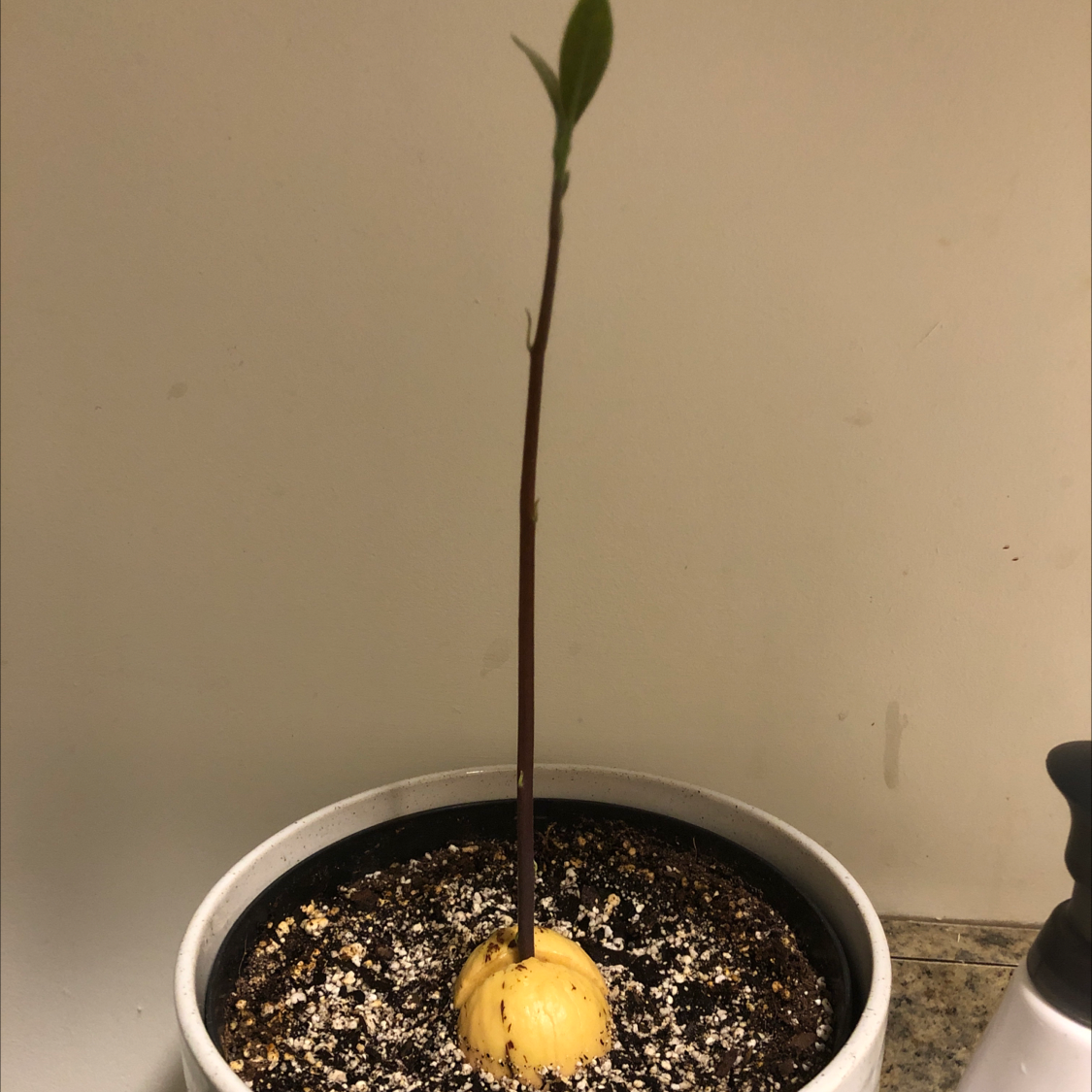 Young avocado seedling growing in a pot, with a single elongated leaf showing slight yellowing. The avocado pit is visible above the soil surface.