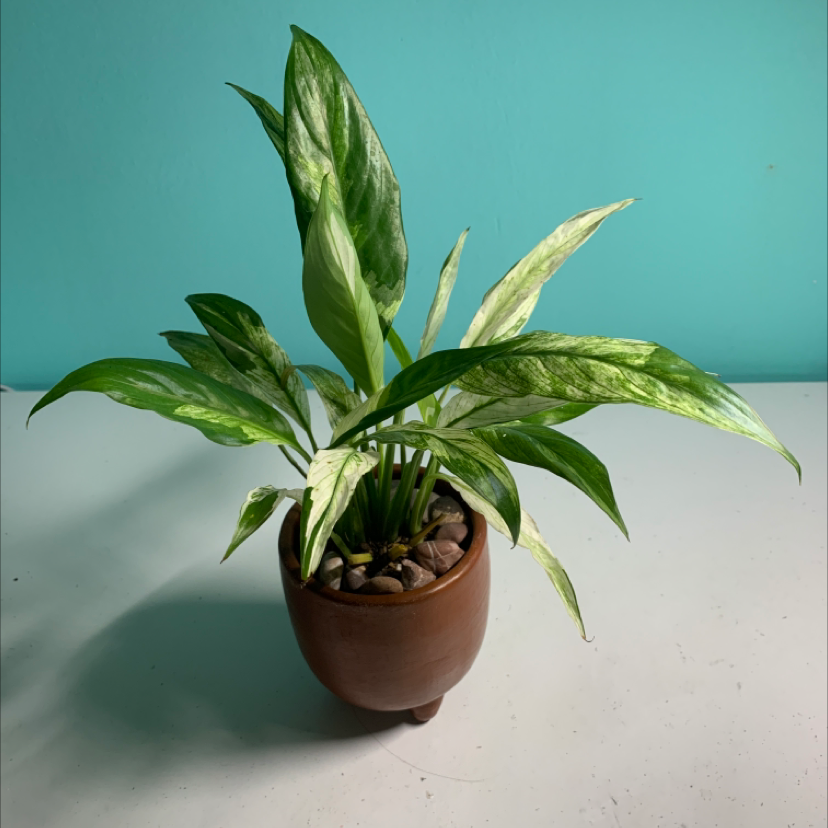 Photo of the plant species Variegated Peace Lily by @ata named Dick Grayson on Greg, the plant care app