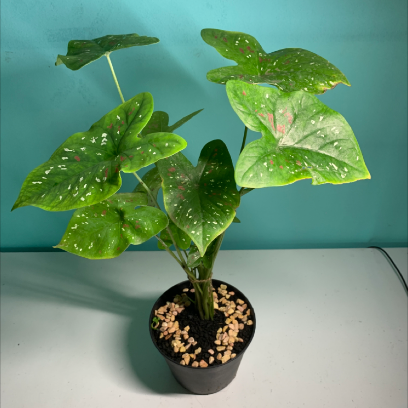 Healthy Caladium 'Heart of Jesus' plant with large variegated heart-shaped leaves, potted in a black container with perlite.