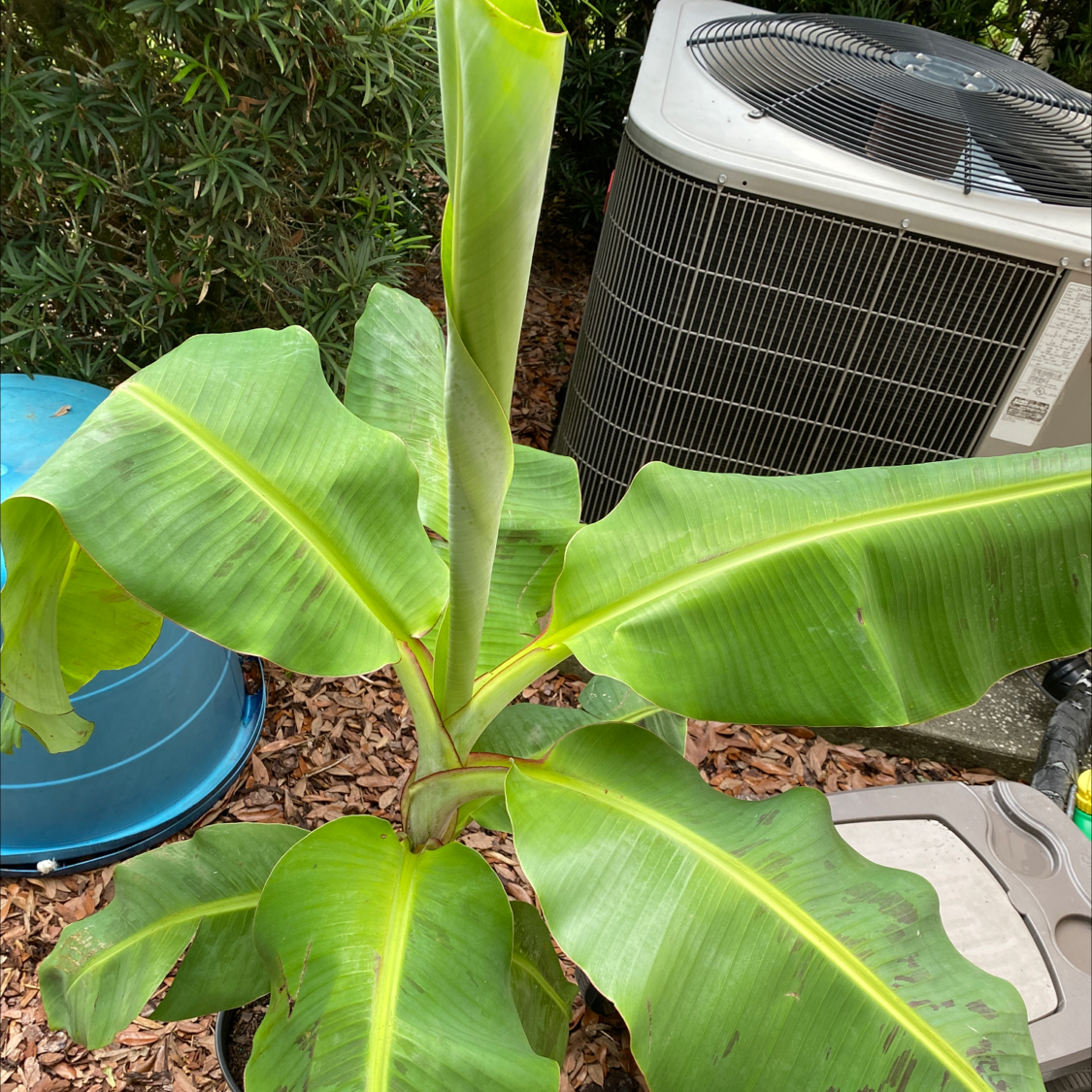 Healthy banana plant with large green leaves, air conditioning unit in background.