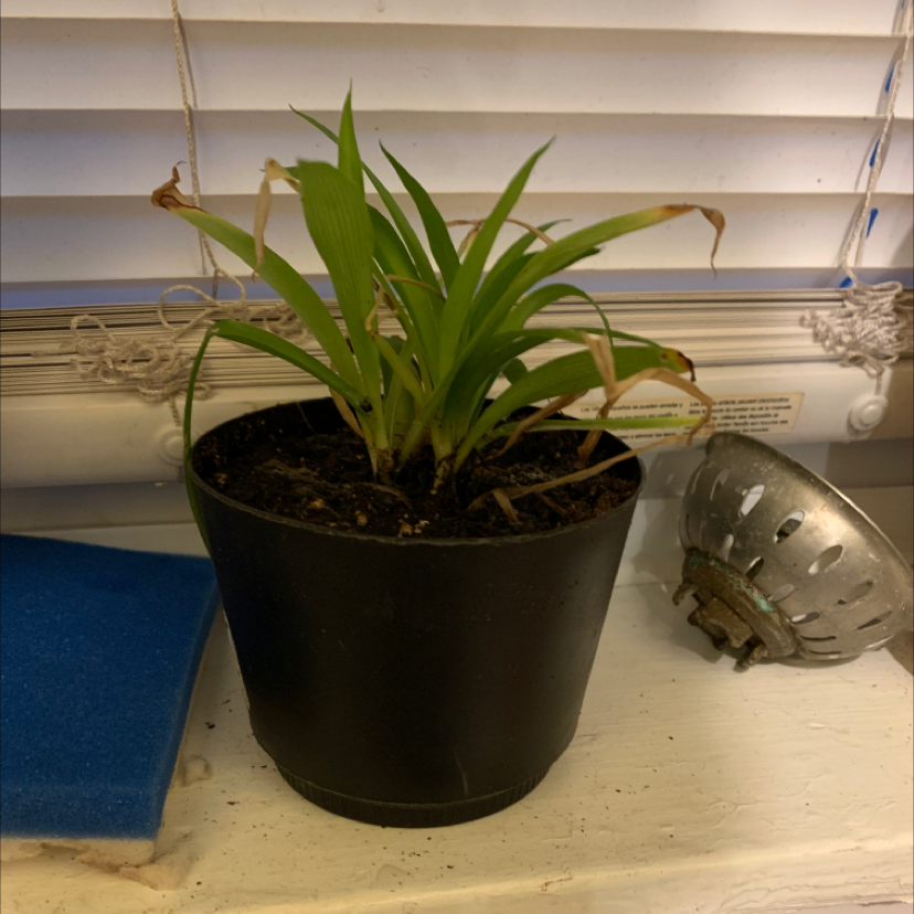 Spider Plant plant photo by @Singularikeys named Demi on Greg, the plant care app.
