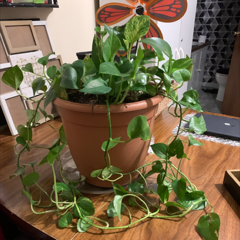 Taro Vine plant photo by @Singularikeys named NeBuL@ on Greg, the plant care app.