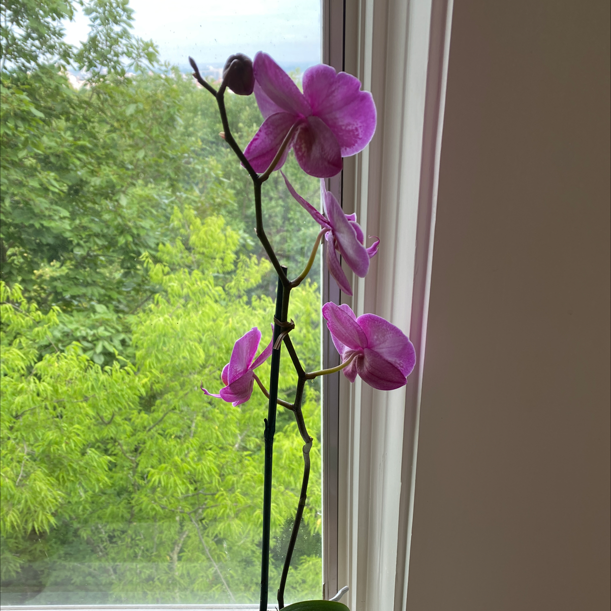 Moon Orchid with vibrant purple flowers near a window with greenery outside.
