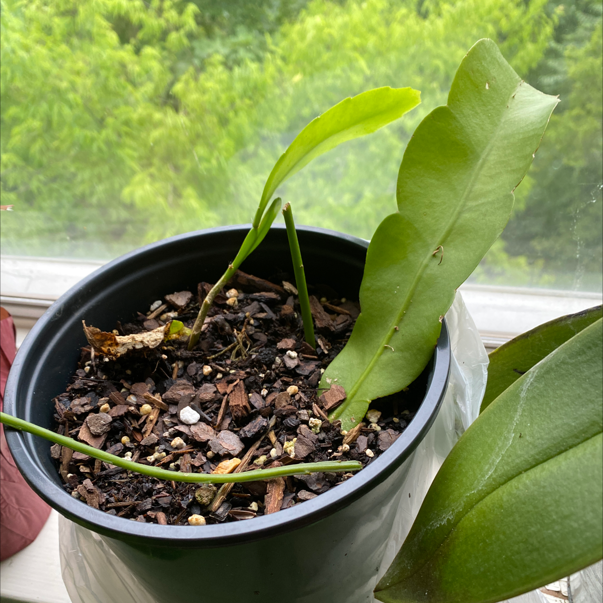 Dutchman's Pipe Cactus in a pot with visible soil and healthy green leaves.