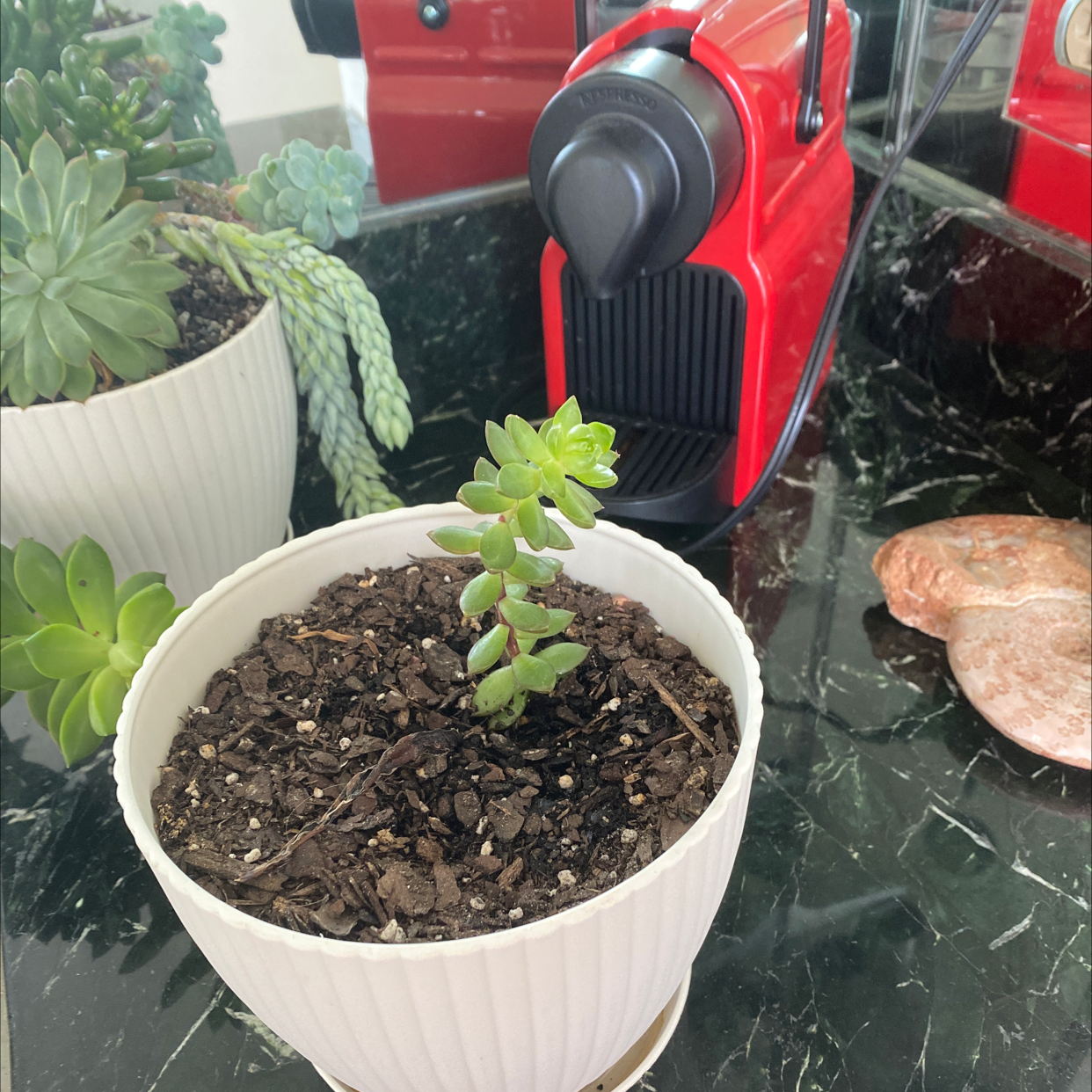 Potted Palmer's Sedum plant with visible soil, well-framed and in focus.