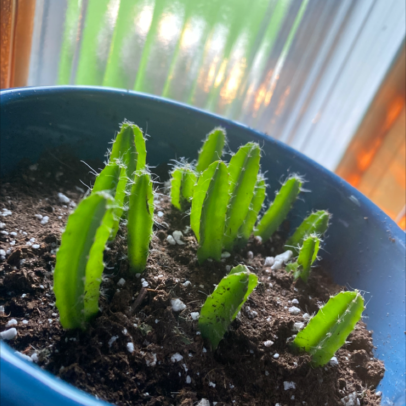 Night-Blooming Cereus plant in a blue pot with visible soil and healthy green stems.