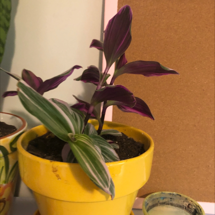 Small-Leaf Spiderwort plant photo by @janelehnhof named rosie on Greg, the plant care app.