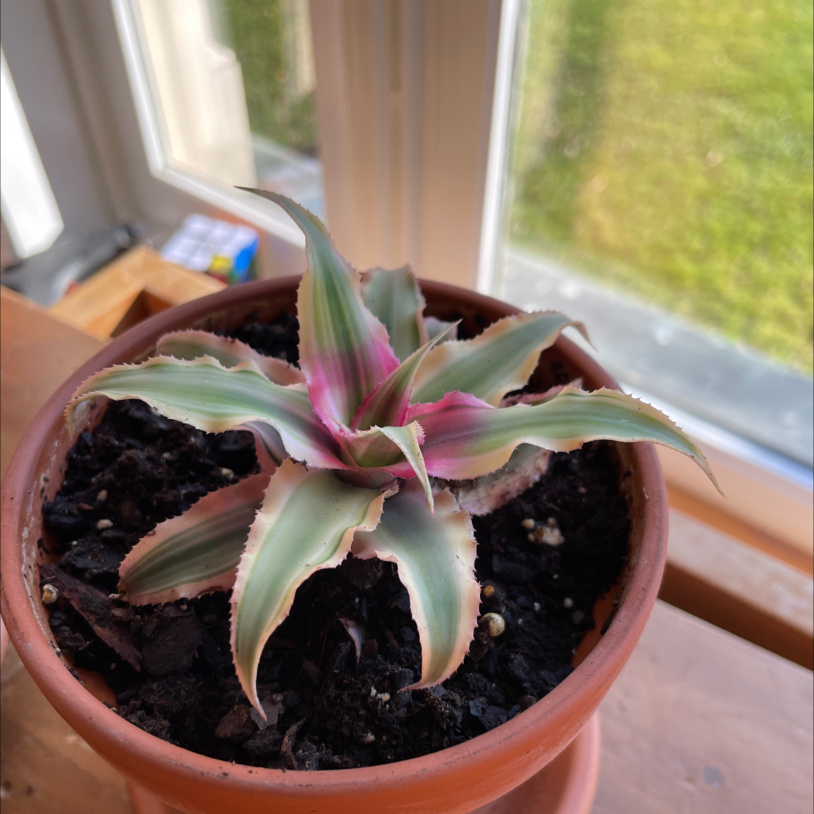 Potted Earth Stars plant with variegated leaves in natural light near a window.