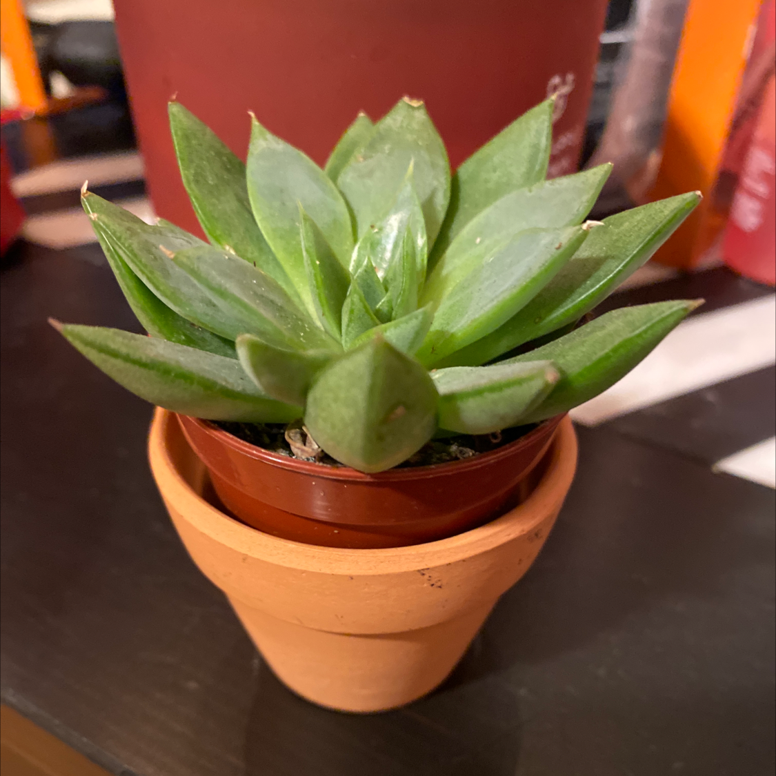 Healthy Lipstick Echeveria succulent in a small terracotta pot.